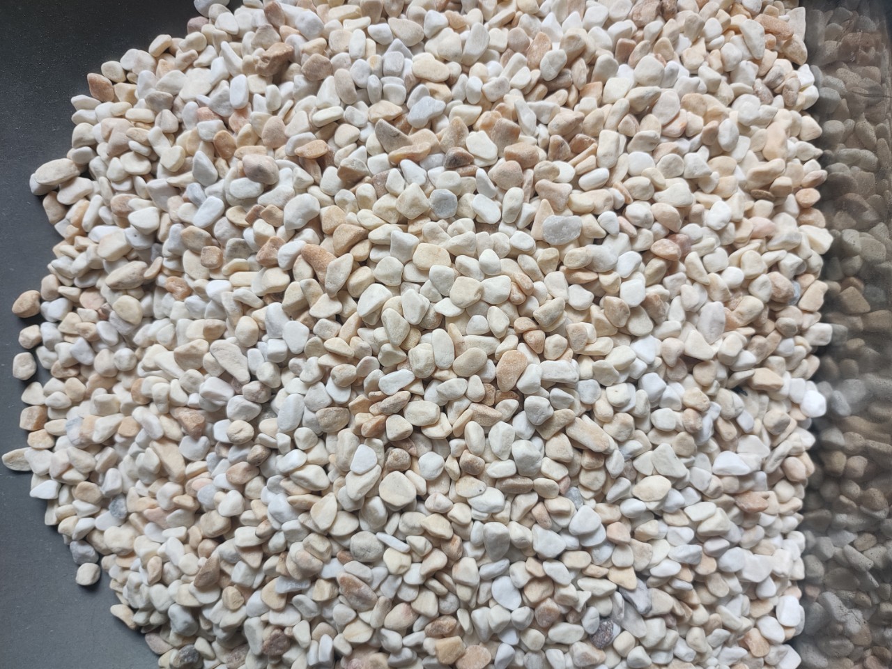 SỎI VÀNG VÒ- TÚI 5KG