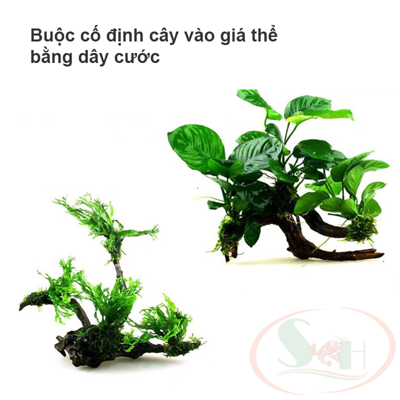 Cước tàng hình buộc rêu thủy sinh trồng cố định cây bể thủy sinh