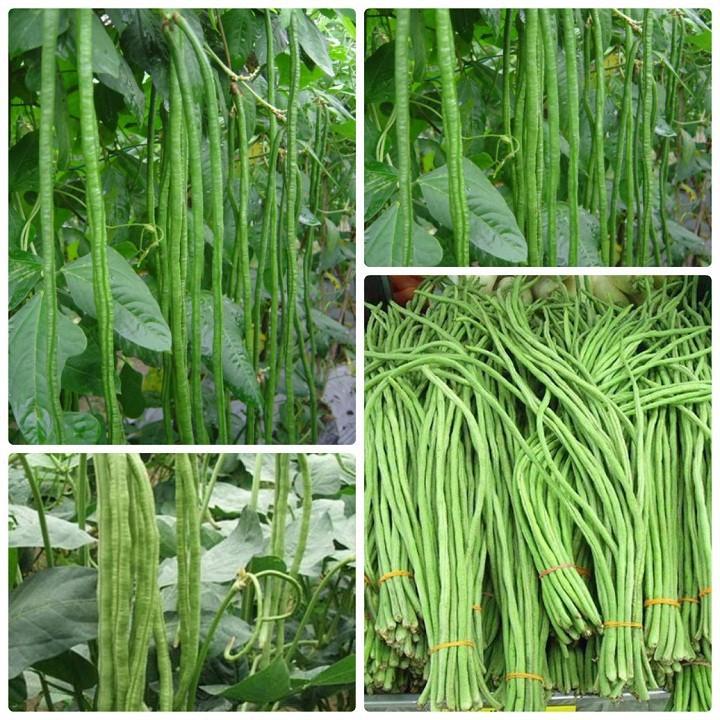 Đậu đũa cao sản số 9