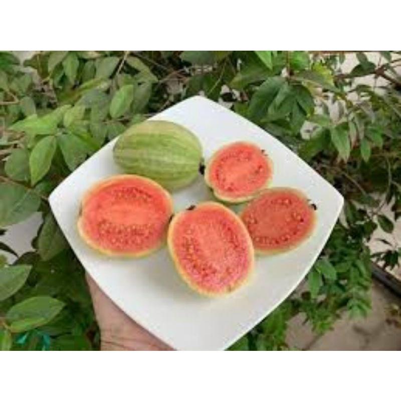 CÂY GIỐNG ỔI CẨM THẠCH RUỘT ĐỎ cây giống thuần chủng F1