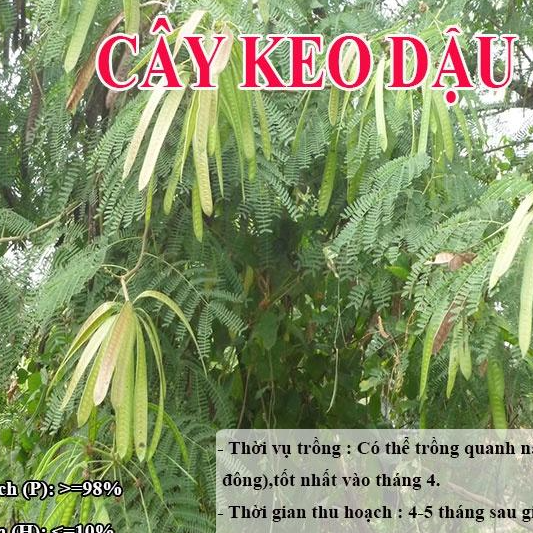 HẠT GIỐNG KEO DẬU - Thức Ăn Chăn Nuôi -- Hạt Giống Cỏ Chăn Nuôi - Cỏ Chăn Nuôi Trâu,Bò,Dê...