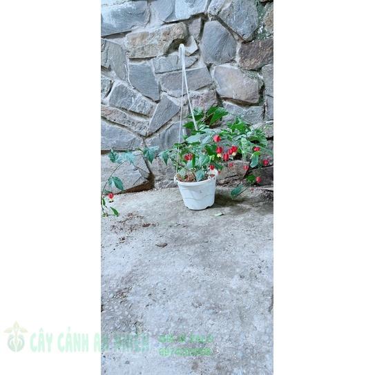 Chậu Hoa Lồng Đèn
