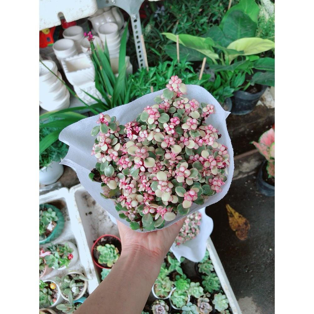 Sen Đá Đô La Hồng Trắng