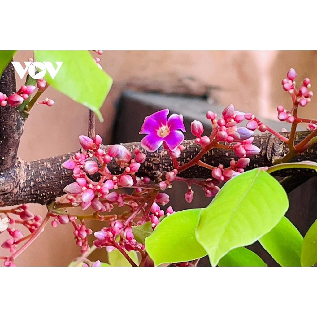 CÂY GIỐNG KHẾ CHUA SAI QUẢ