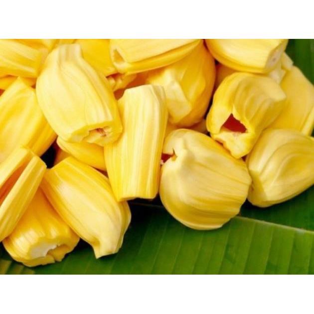 CÂY GIỐNG MÍT THÁI SIÊU SỚM - SIÊU TRÁI, NGỌT MÁT - CÂY GIỐNG CHUẨN F1