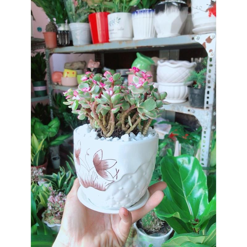 Chậu Cây Cành Vàng Lá Ngọc