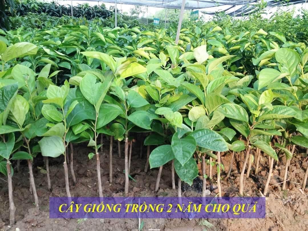 Cây giống hồng đen socola siêu sớm