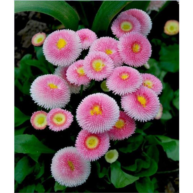Hạt giống hoa cúc anh mix màu-gói 50 hạt