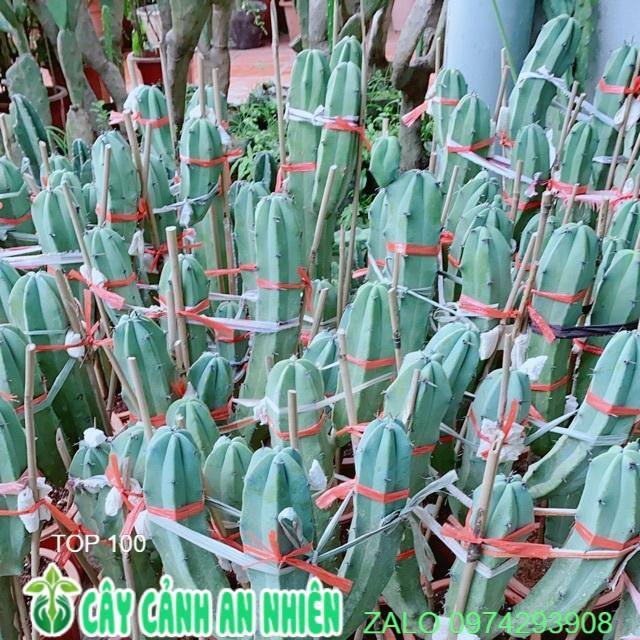 Xương Rồng Bụi Cao 60-80cm
