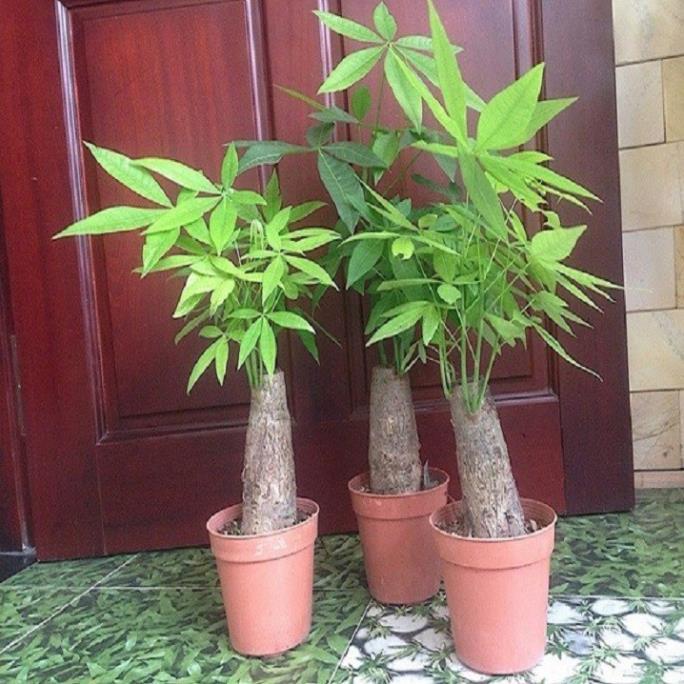 CHẬU CÂY KIM NGÂN CỦ TRÒN-MANG LẠI TÀI LỘC CHO GIA CHỦ