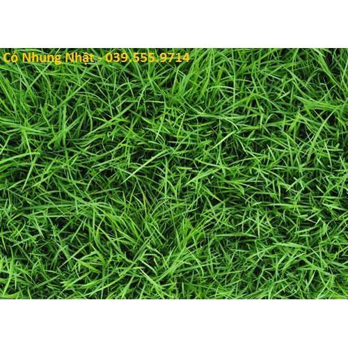 Hạt Giống Cỏ Nhung Nhật - Cỏ Sân Vườn