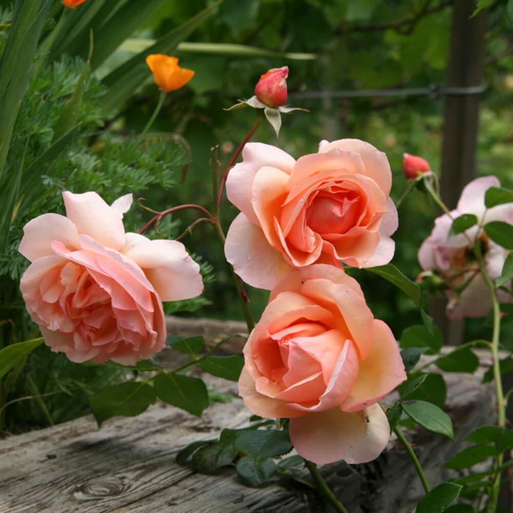 Hoa hồng ngoại Heaven On Earth Rose sang chảnh cực thơm