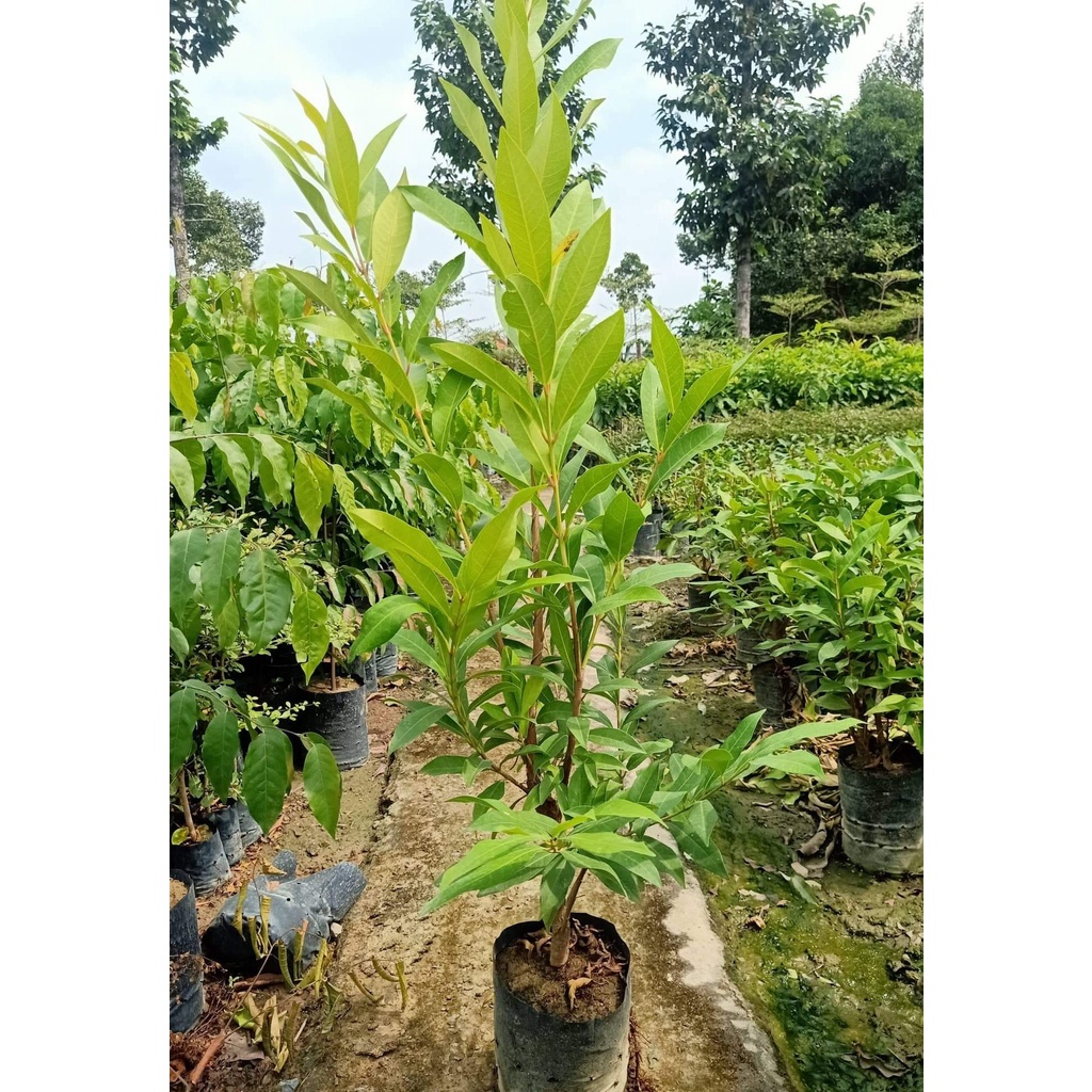 Cây giống Vối Nếp