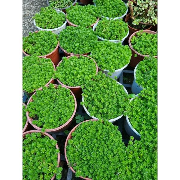 Chậu cây sedum (cây trồng làm thảm cỏ tiểu cảnh)