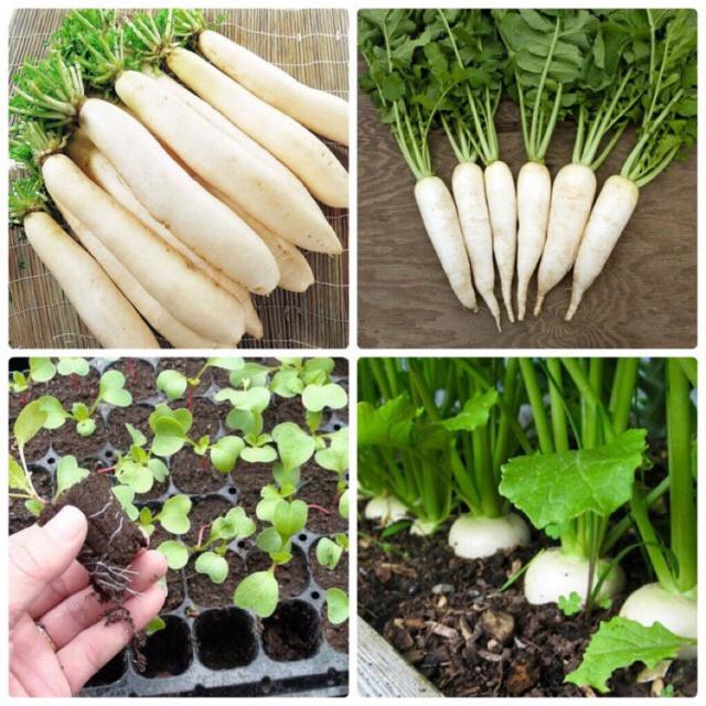 Hạt giống cải củ trắng dể trồng f1-gói 20gram/tặng kèm gói phân bón lót
