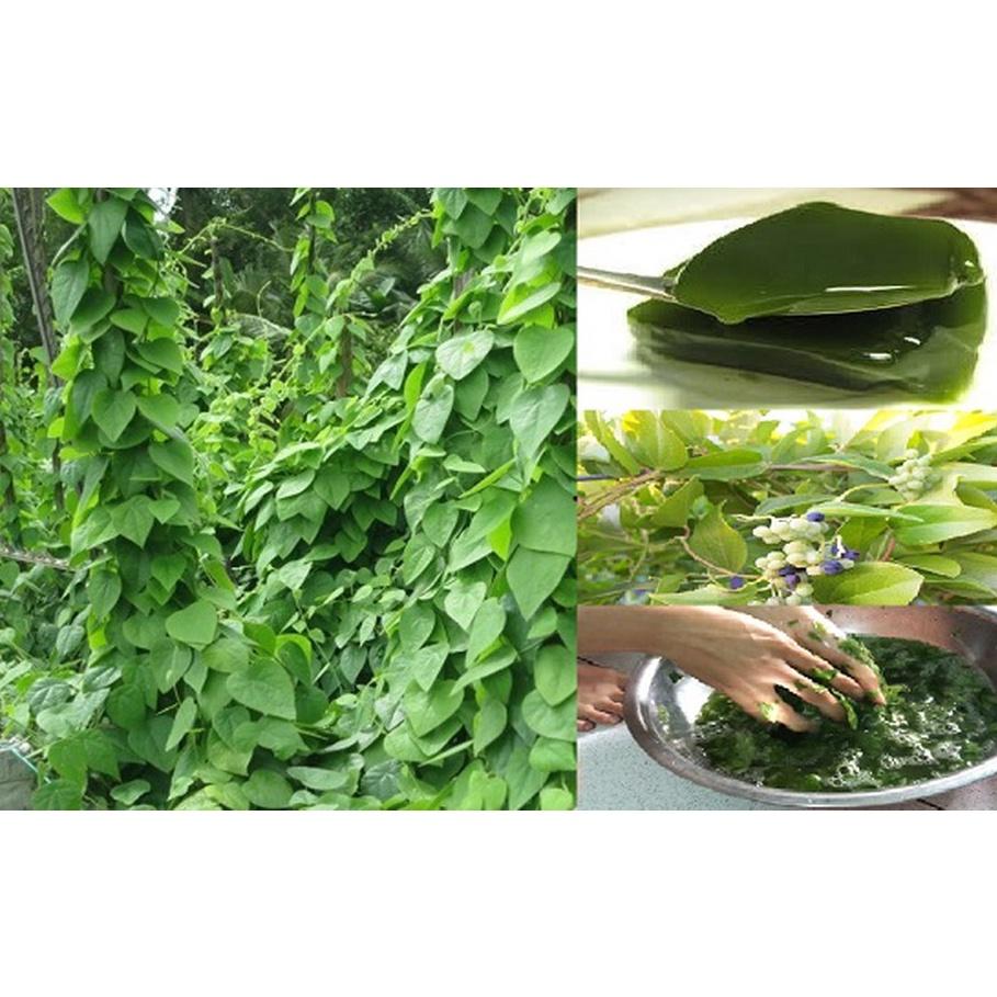 Hạt giống sương sâm lông , đóng gói 0,5g