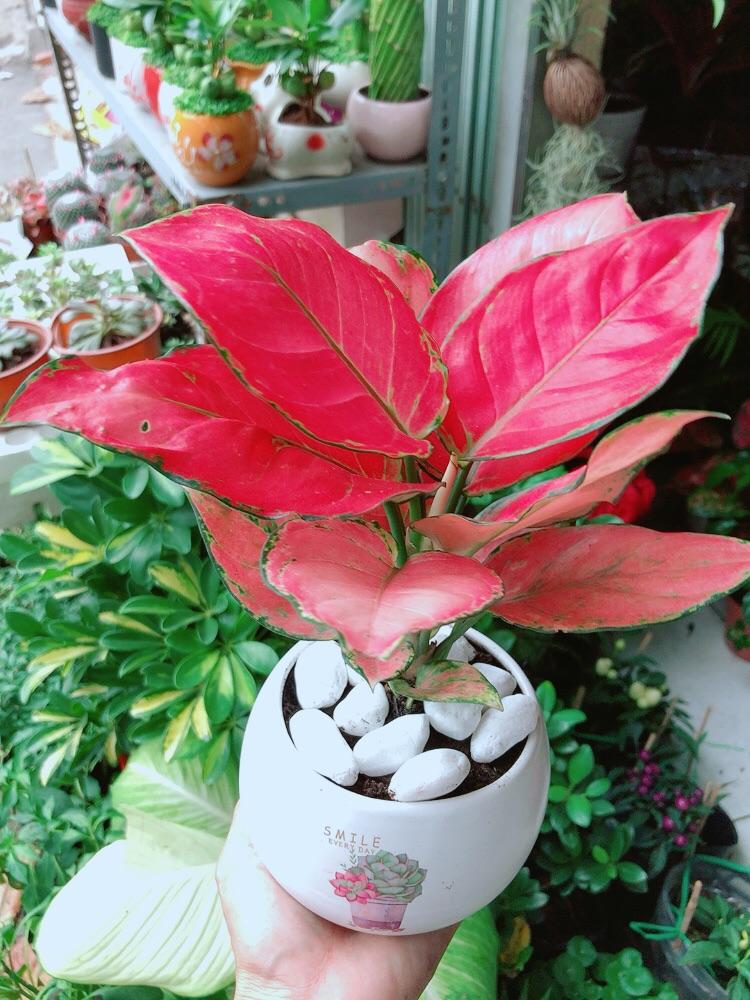 Chậu Cây Vạn Lộc Hồng