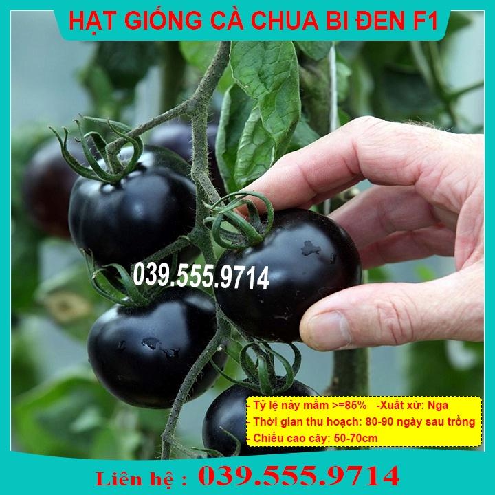Hạt Giống Cà Chua Bi Đen Trái Đẹp Dễ Trồng