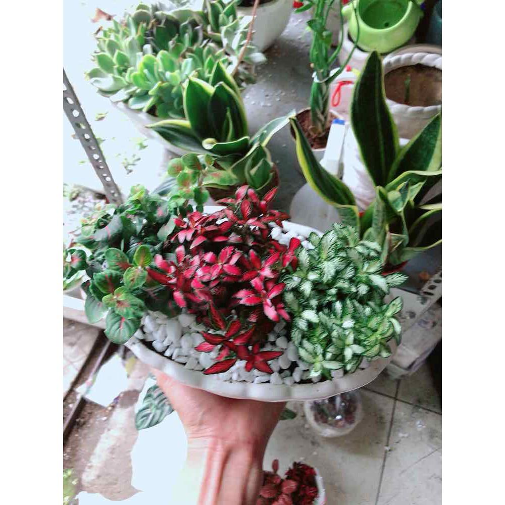 Chậu cây cẩm nhung  Bán Chạy