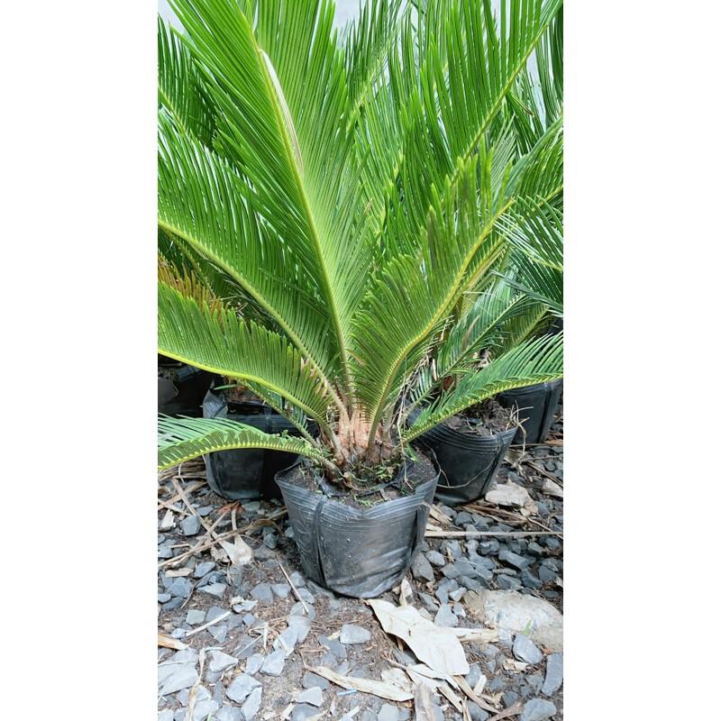 Cây Vạn Tuế Cao 60cm