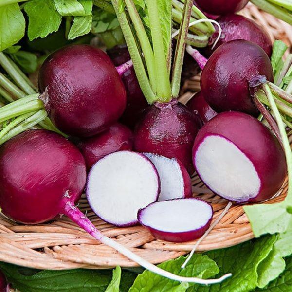 Hạt giống Củ cải tròn tím tí hon 5gr/gói - 45 ngày thu hoạch