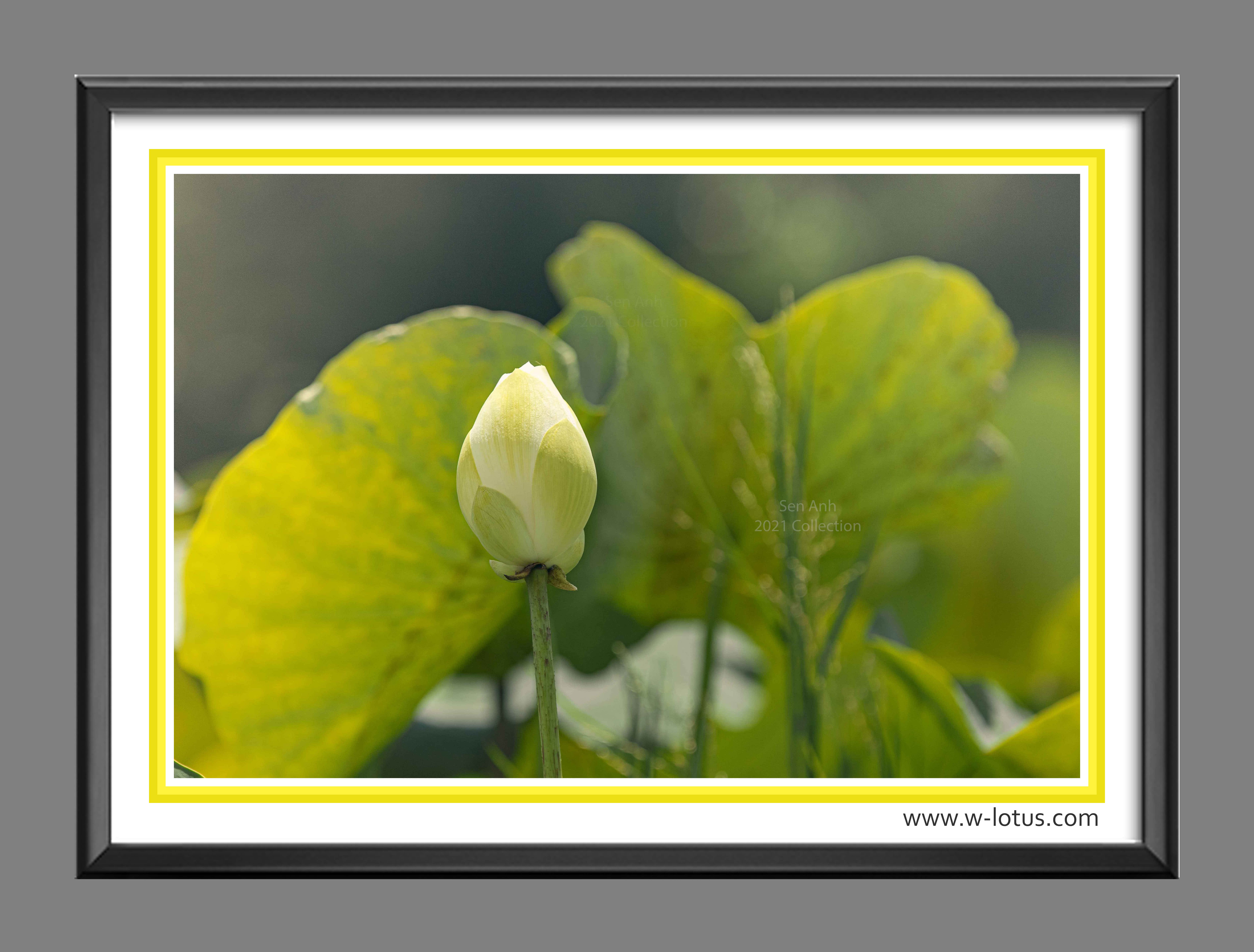 Tranh canvas hoa Sen treo phòng khách ST-00470