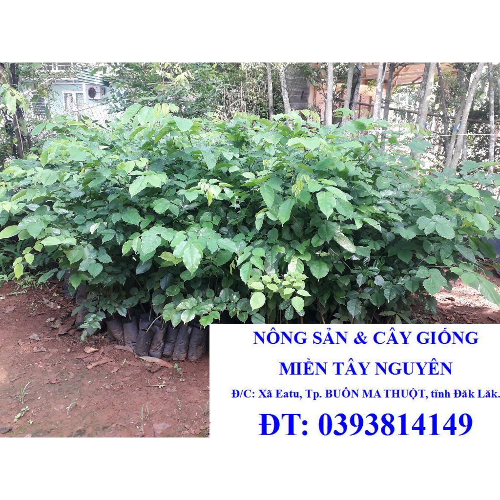 COMBO 2 CÂY GIỐNG CÂY GIÁNG HƯƠNG