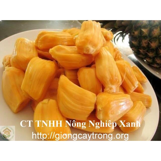 Cây mít tứ quý