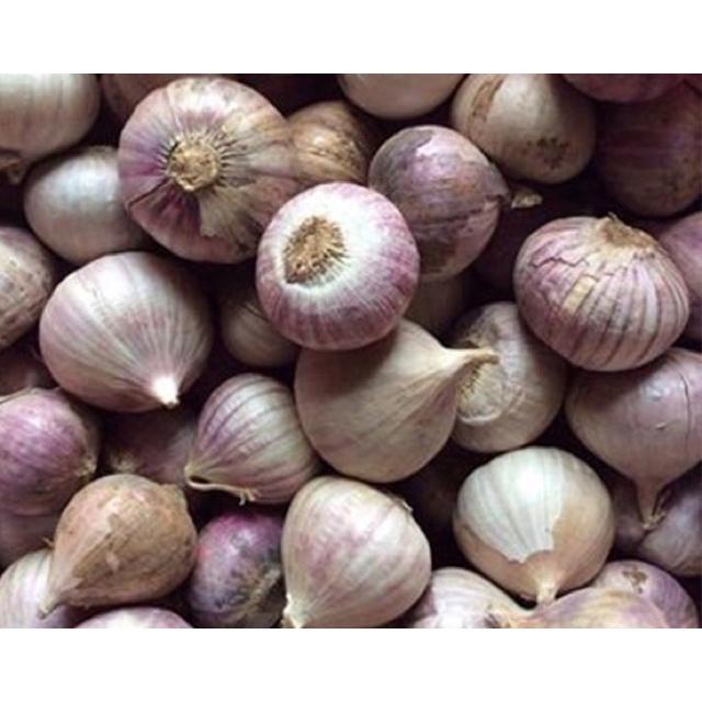 COMBO 1KG TỎI CÔ ĐƠN - HÀNG LOẠI 1