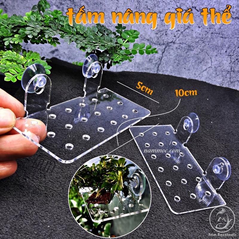 Tấm Nâng Acrylic / Giá Đỡ Giá Thể Ươm Ráy, Bucep - Đỡ Vĩ Ươm Rêu Hít Thành Kính