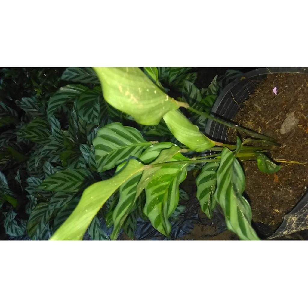 Cây đuôi công sọc xanh CALATHEA CONCINNA