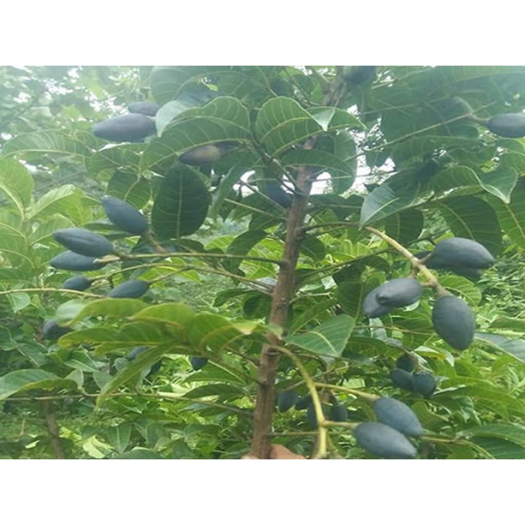 Cây giống TRÁM ĐEN ghép - Cây giống chuẩn F1