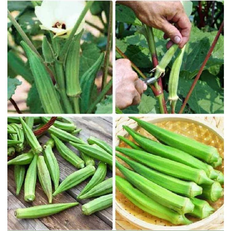 Hạt giống đậu bắp xanh dể trồng F1 - gói 10gram-tặng kèm gói phân bón lót