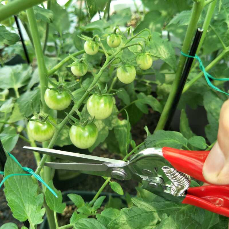 Kéo tỉa hoa trái lưỡi dài