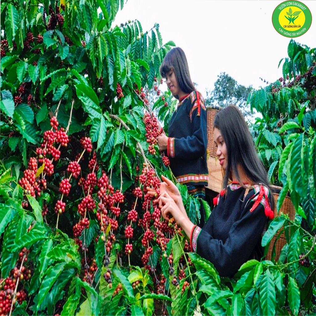 Giống Cây Cà Phê