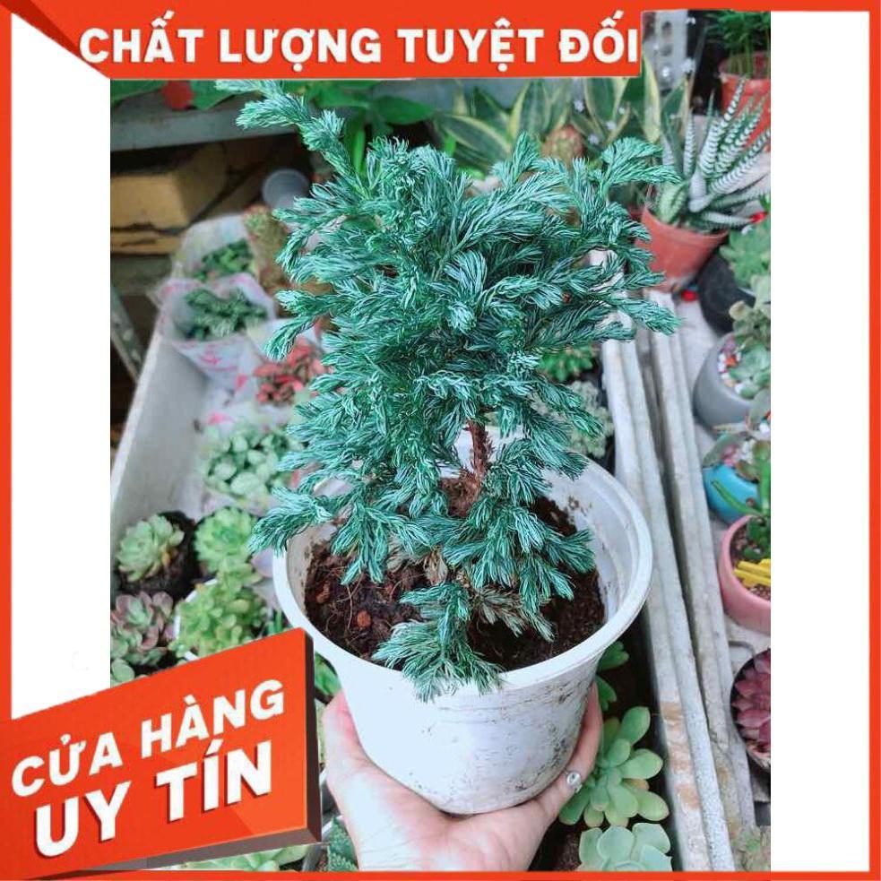 Cây Tùng Tuyết Nhiều Người Mua