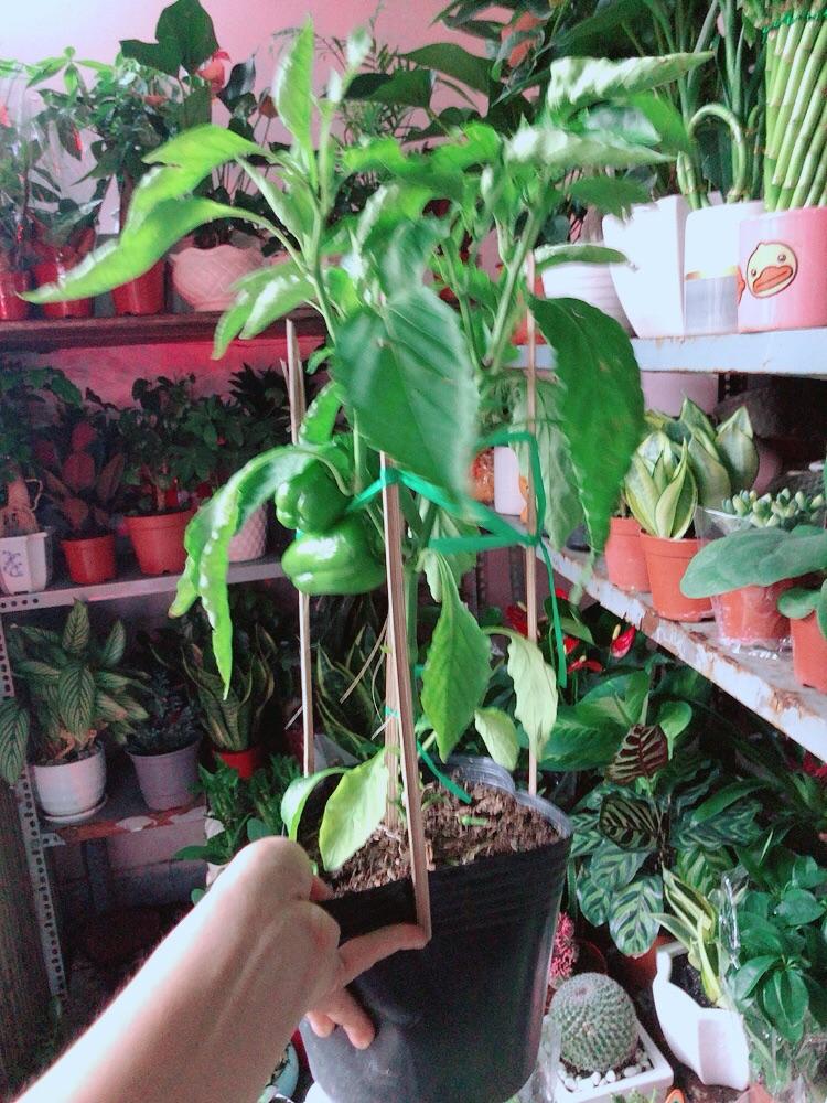 Cây Ớt Chuông