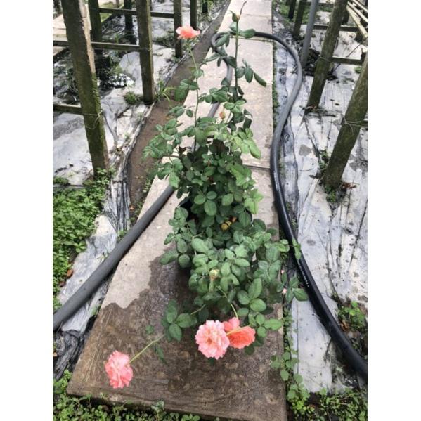 Hoa hồng Coroai, hồng ngoại, hồng bụi, thân gỗ, nguyên bản