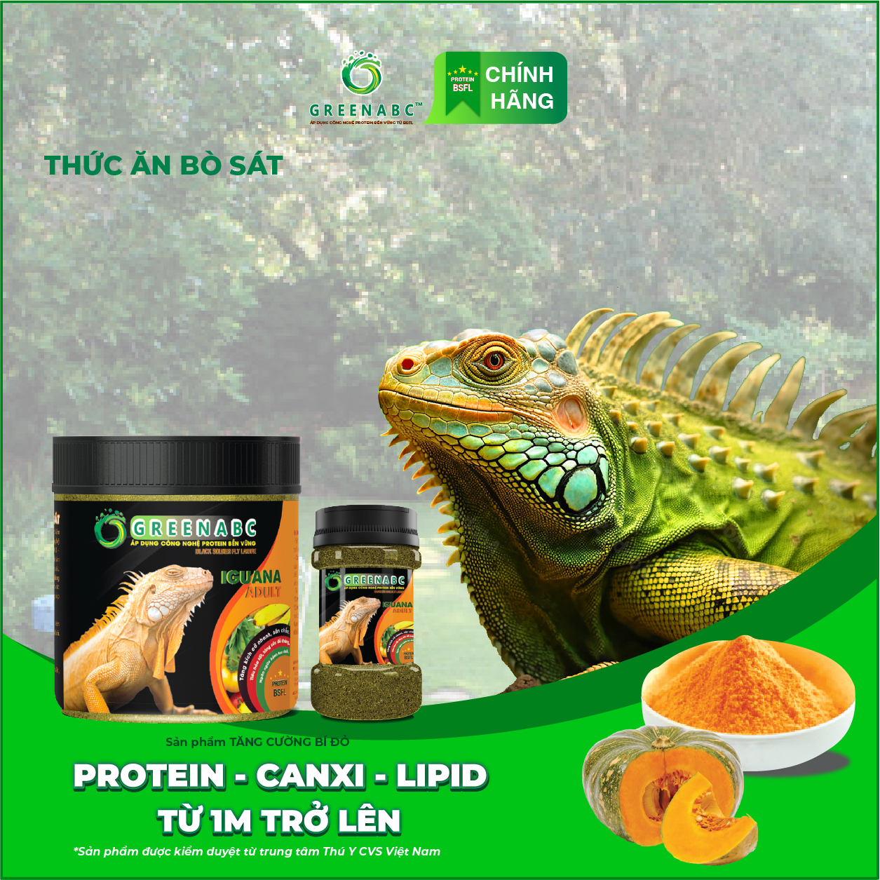 IGUANA TRƯỞNG THÀNH TĂNG CƯỜNG BÍ ĐỎ - Thức ăn BÒ SÁT cho Rồng Nam Mỹ trưởng thành TĂNG CƯỜNG BÍ ĐỎ từ 1m trở lên TĂNG SIZE, TĂNG MÀU, GAI BUNG, DÁNG ĐẸP, KHỎE MẠNH