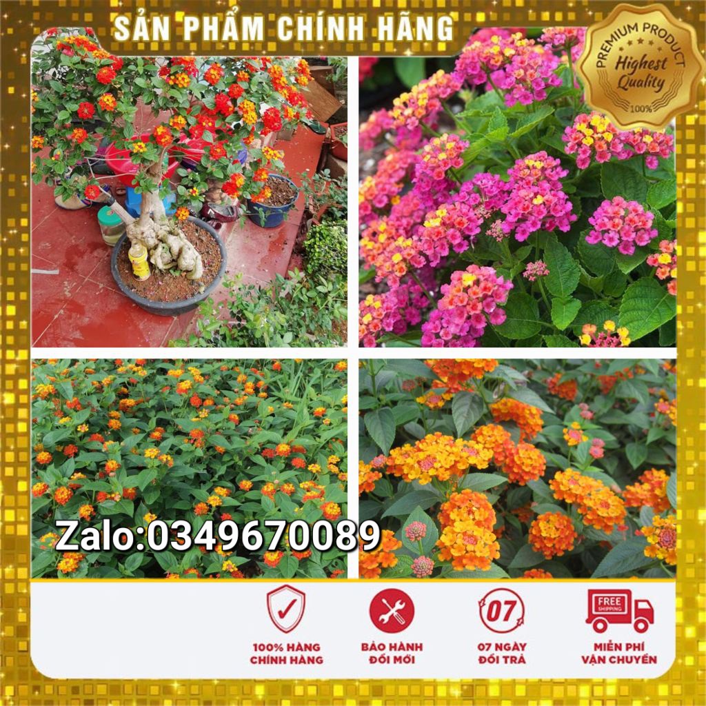 Hạt Giống: Hoa Ngũ Sắc Mix - 50 hạt
