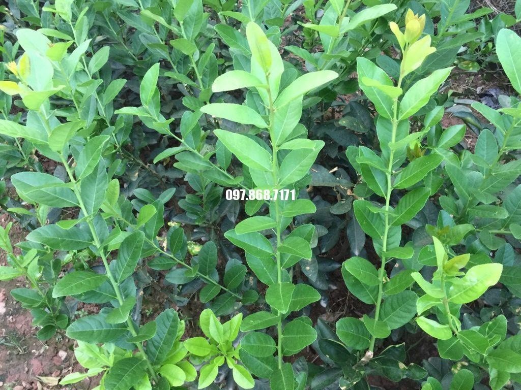 Cây Chanh Vàng Mỹ - Nhà vườn Xuân Khương