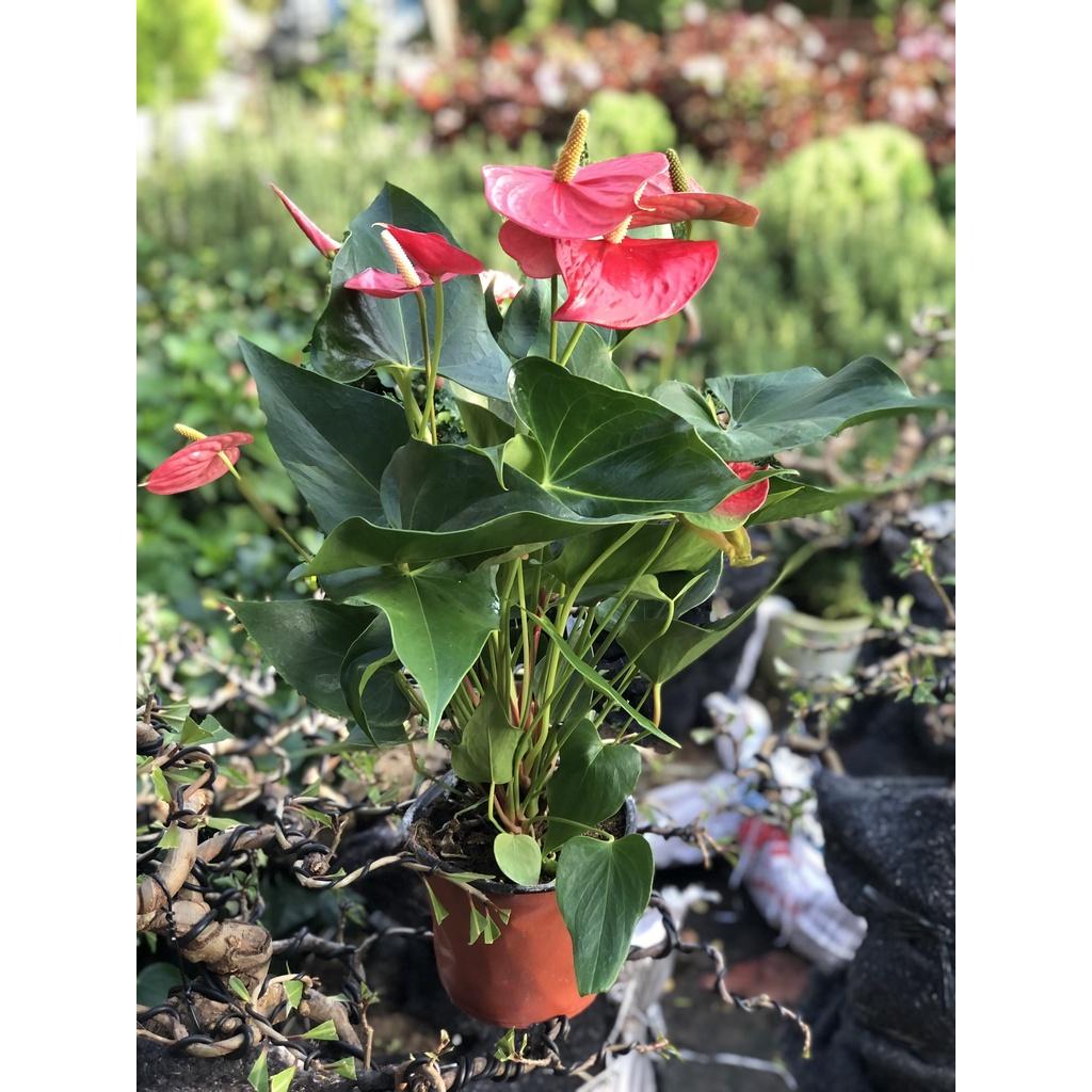 Chậu cây hồng môn