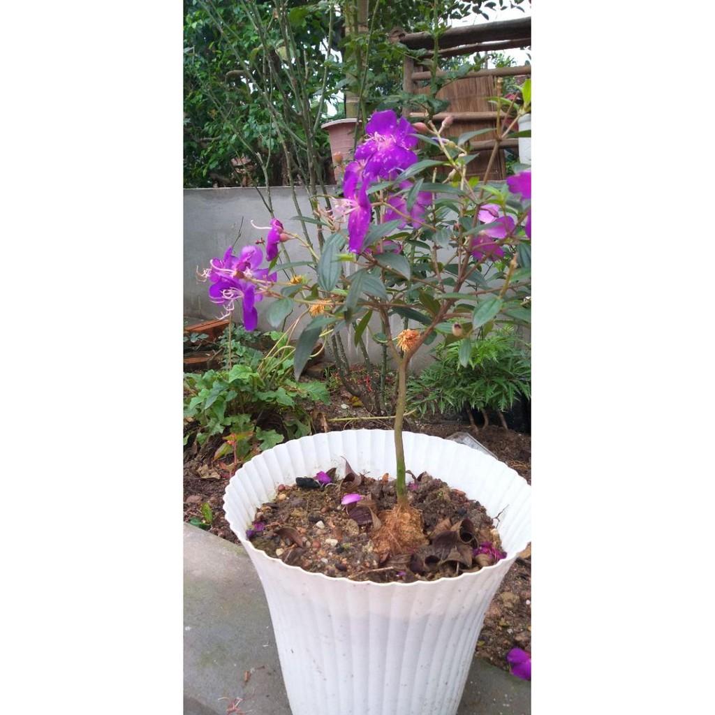 Cây giống sim thái