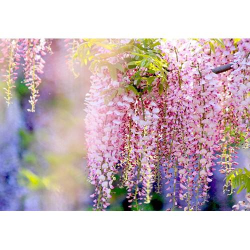Cây hoa Tử đằng Nhật Bảo tím leo, NGUYÊN CUỘN VÒNG HOA SIÊU ĐẸP
