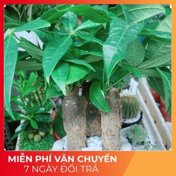 Chậu Kim Ngân 3 Thân