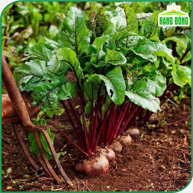 Hạt giống Củ Dền Đỏ Ngọt, Trồng Quanh Năm, Kháng Sâu Bệnh Tốt - Hạt giống Rạng Đông