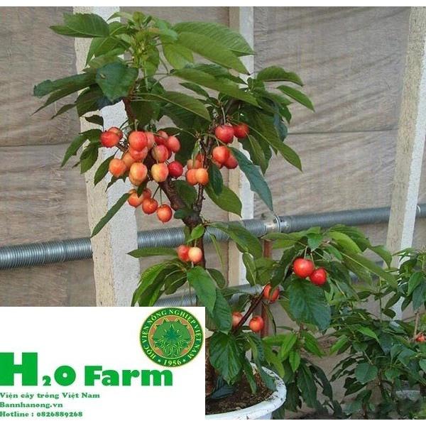 HÀNG GIỐNG CHUẨN HẠT GIỐNG CÂY CHERRY