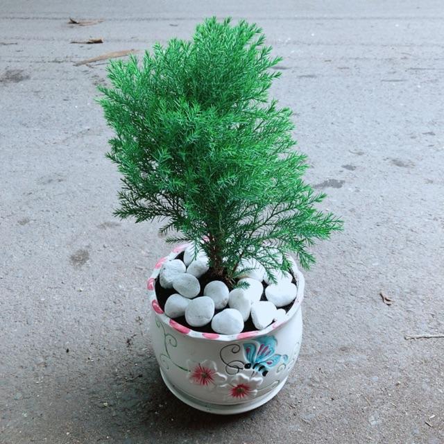 Chậu Tùng Bồng Lai