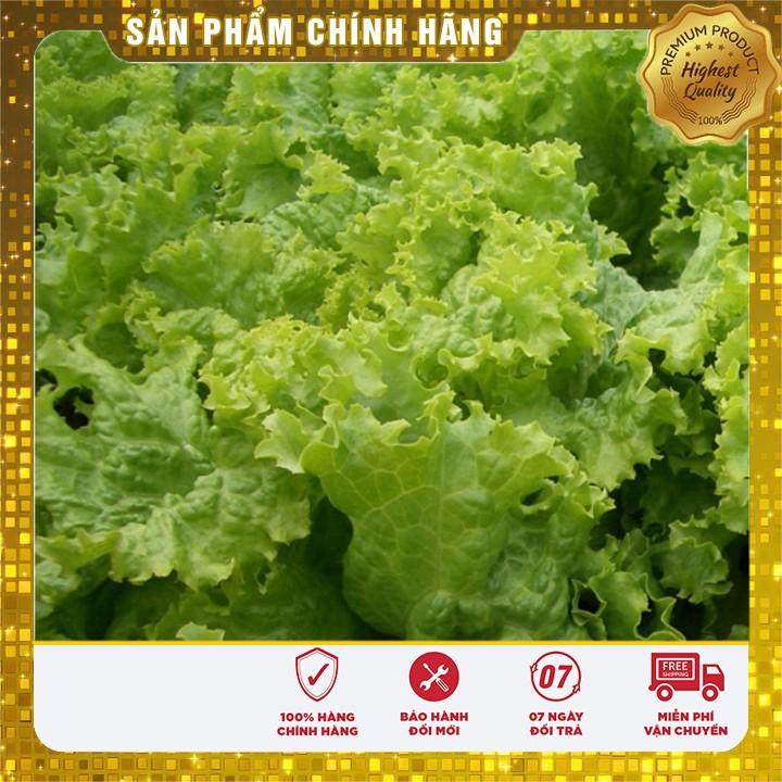 Hạt giống rau Xà Lách Xoăn Xanh - xà lách xanh ngon