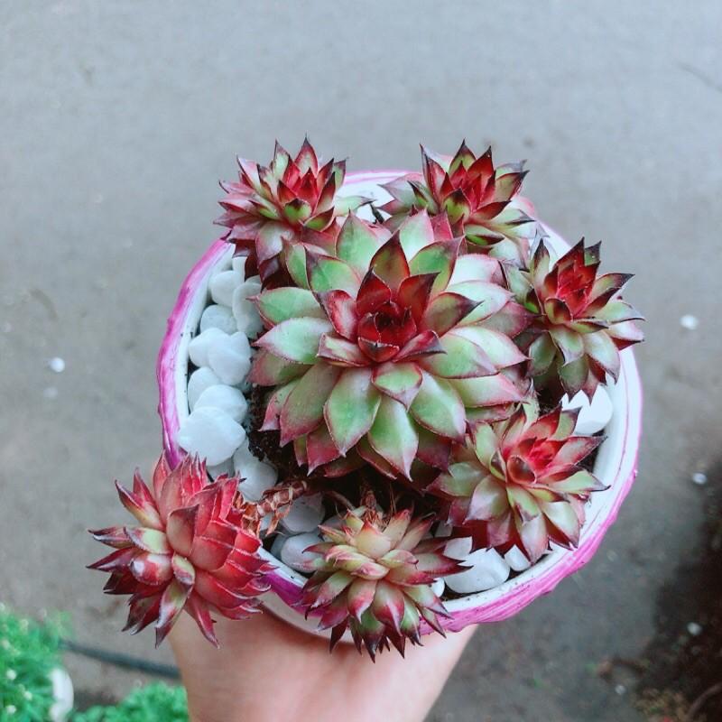 Chậu Sen Đá Phật Bà